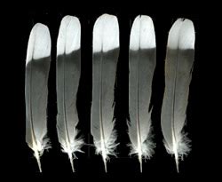 black and white feathers identification|white feather with black tip.